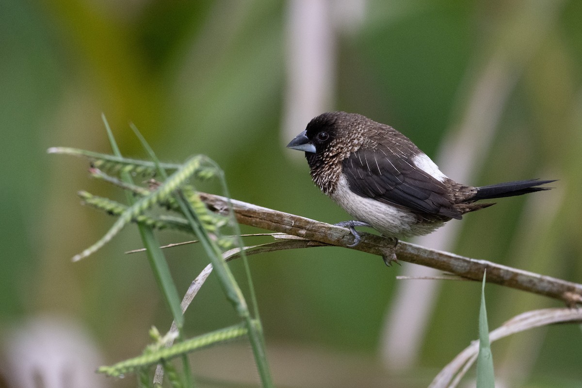 White-rumped Munia - ML647501341