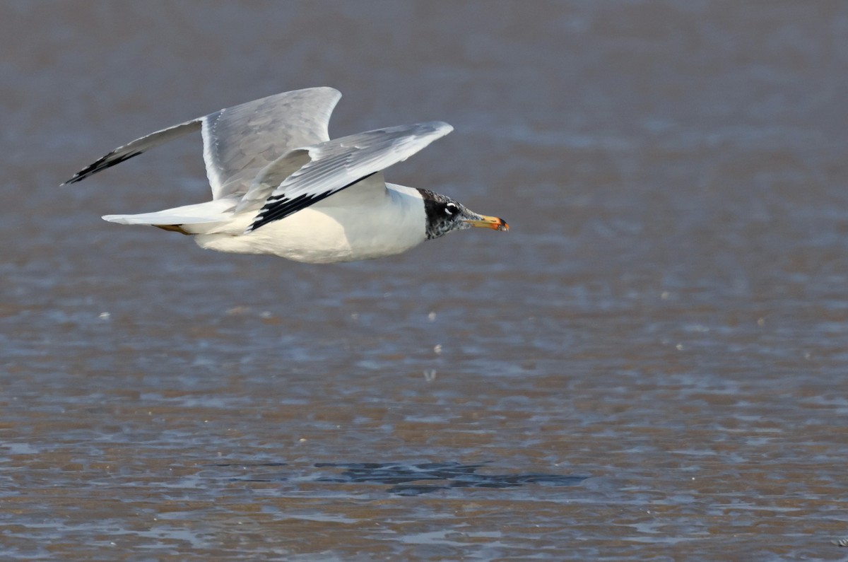 Pallas's Gull - ML647501342