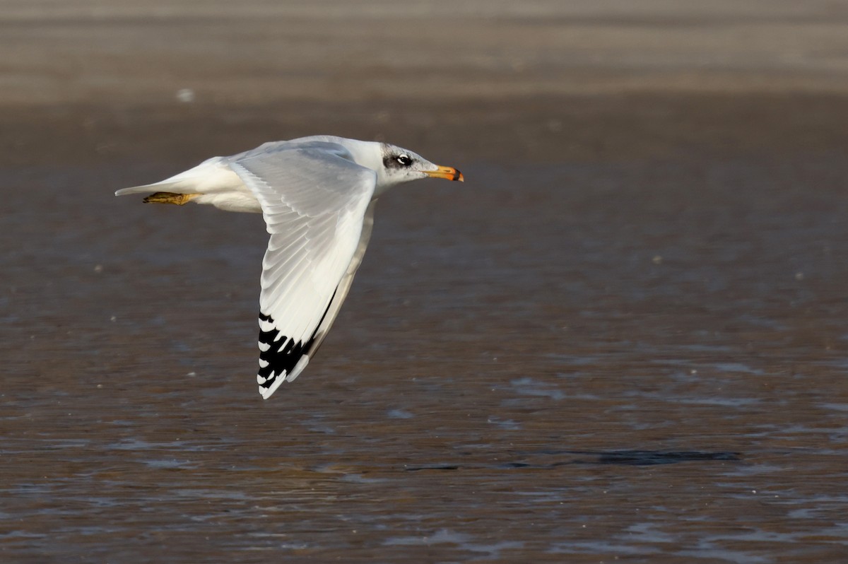 Pallas's Gull - ML647501343