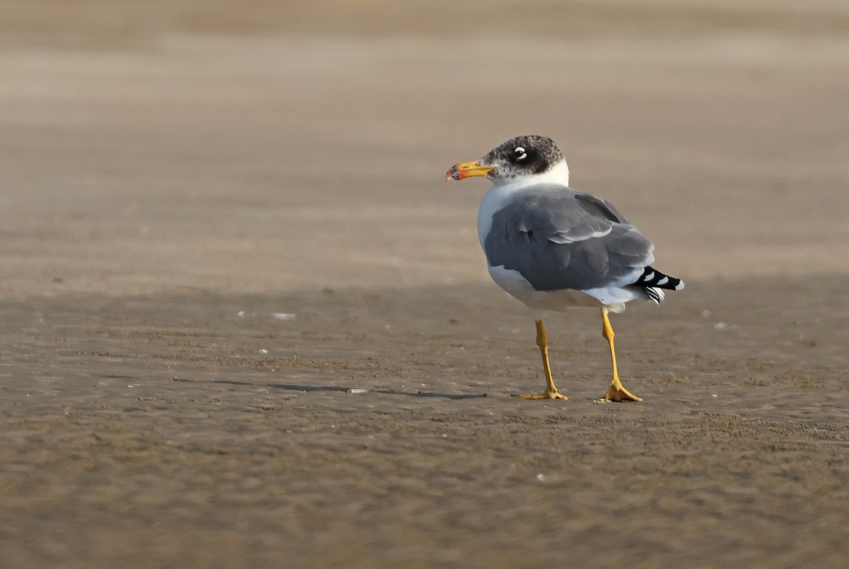 Pallas's Gull - ML647501345