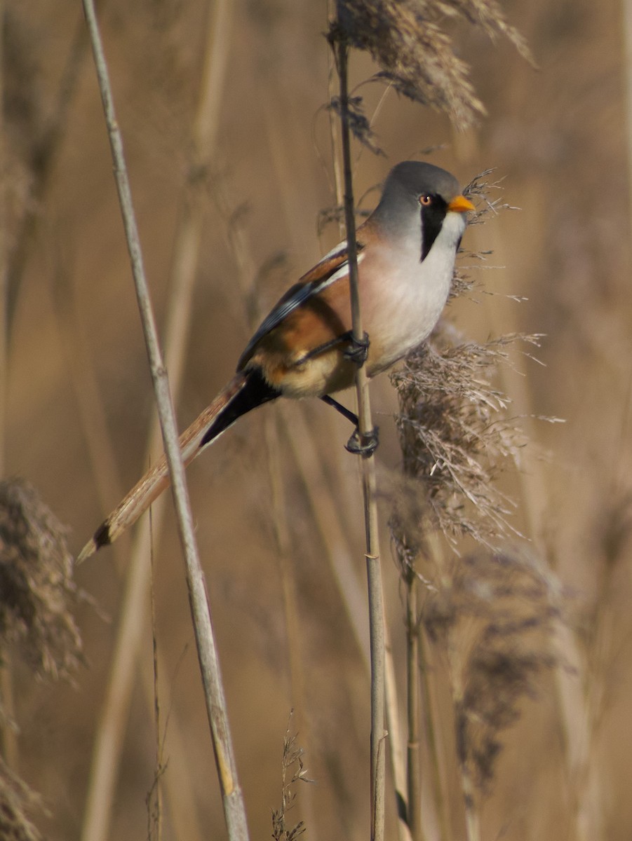 Bearded Reedling - ML647501346