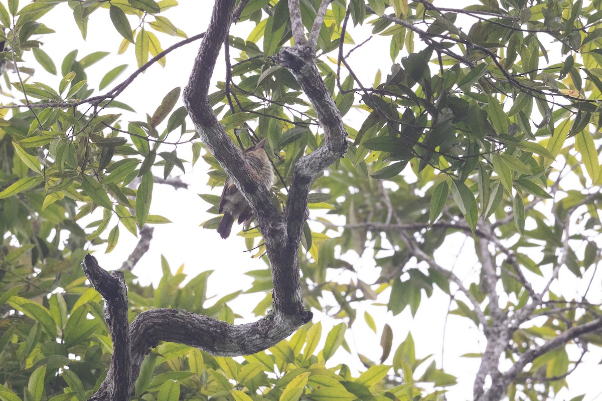 Sooty Barbet - ML647501347