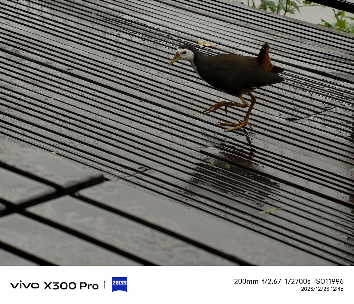 White-breasted Waterhen - ML647501348