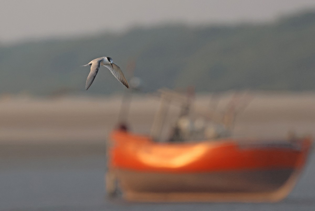 שחפית גמדית - ML647501350