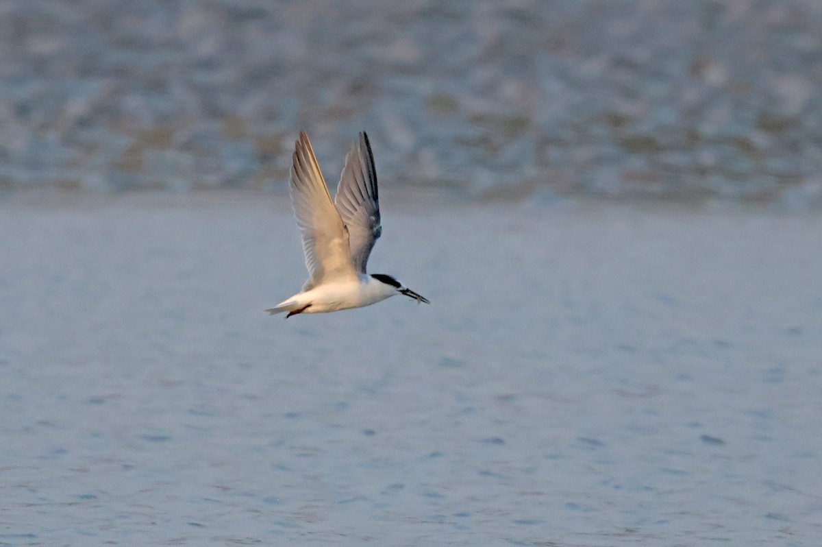 שחפית גמדית - ML647501351