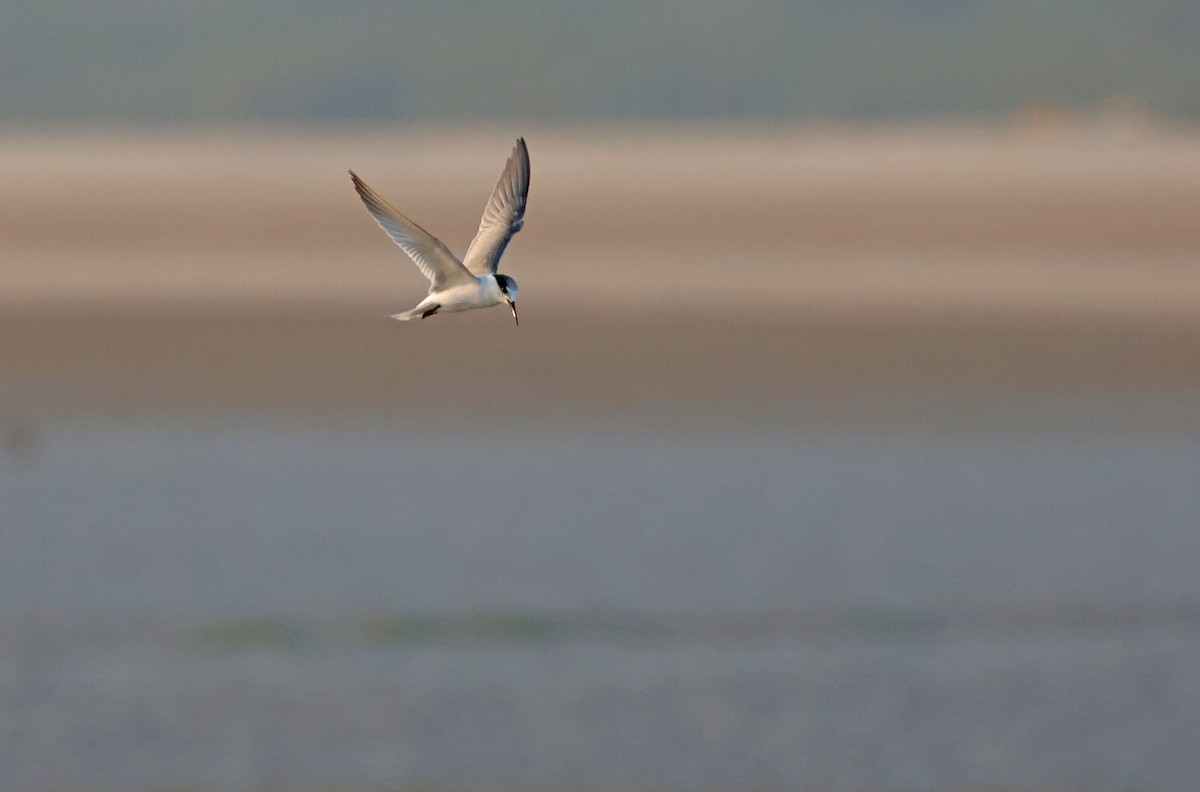 שחפית גמדית - ML647501352
