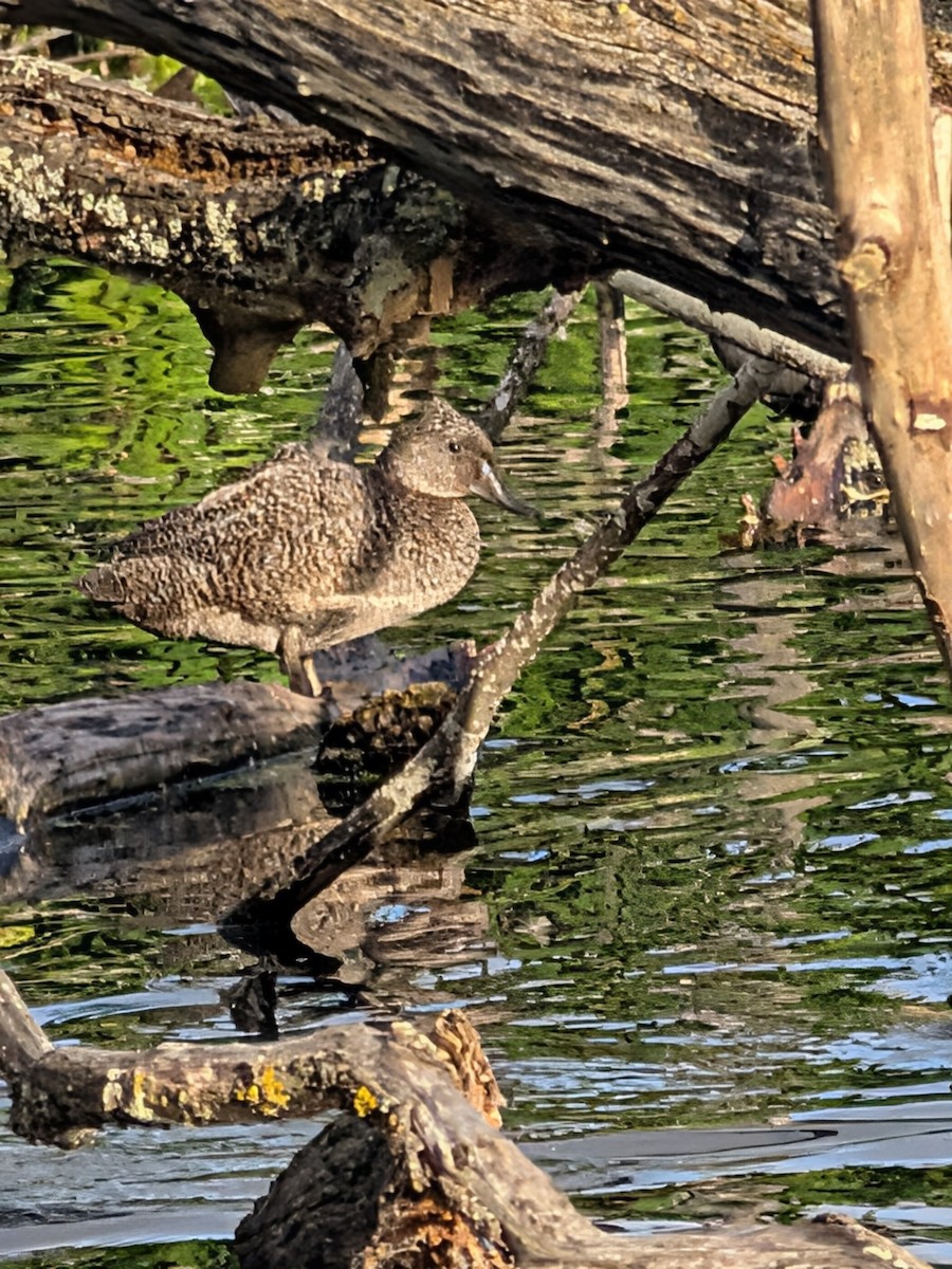 Freckled Duck - ML647501353