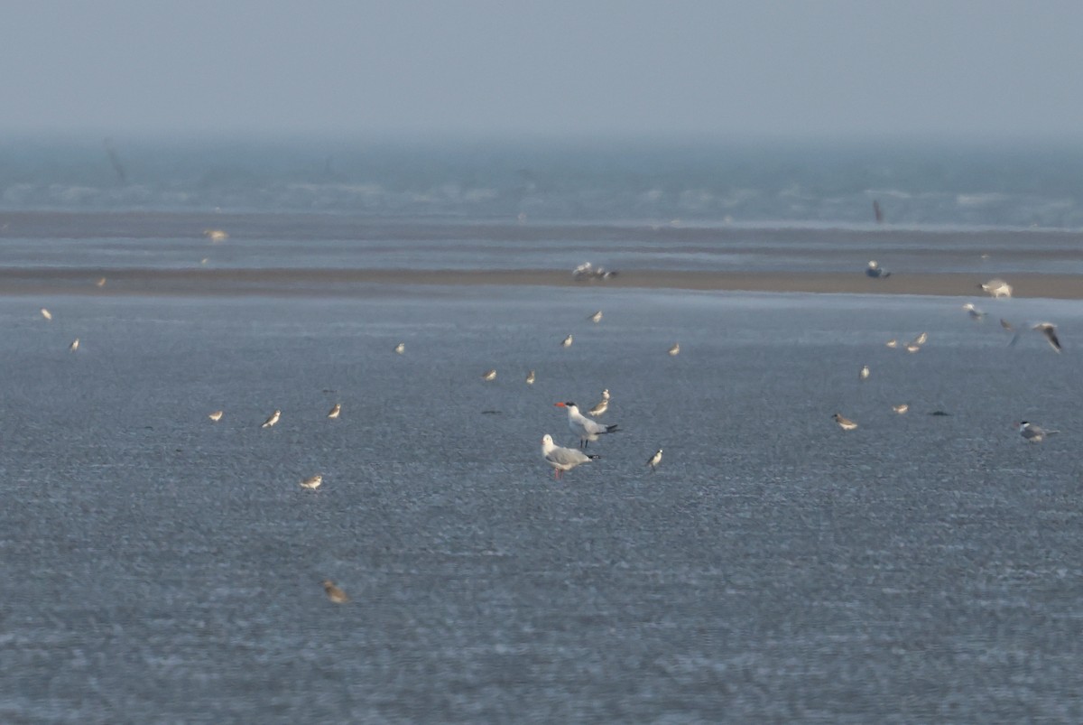 שחפית כספית - ML647501354