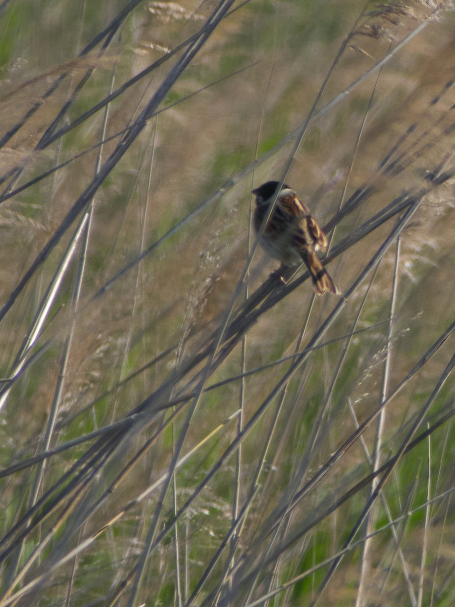 גיבתון סוף - ML647501358