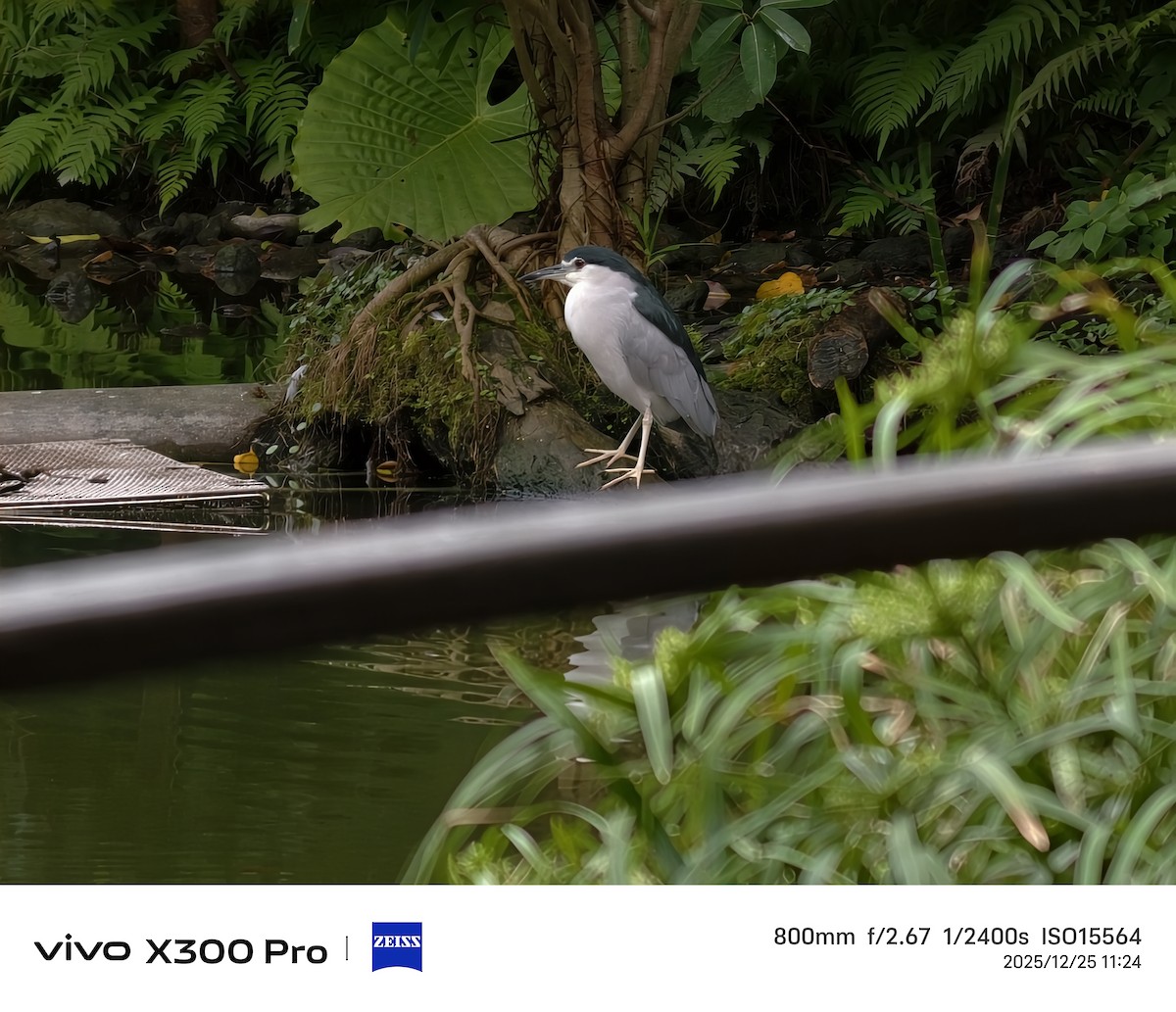 אנפת לילה - ML647501360