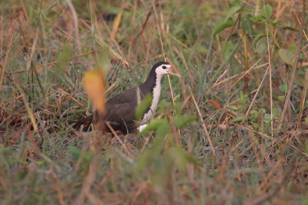 סופית לבנת-חזה - ML647501363