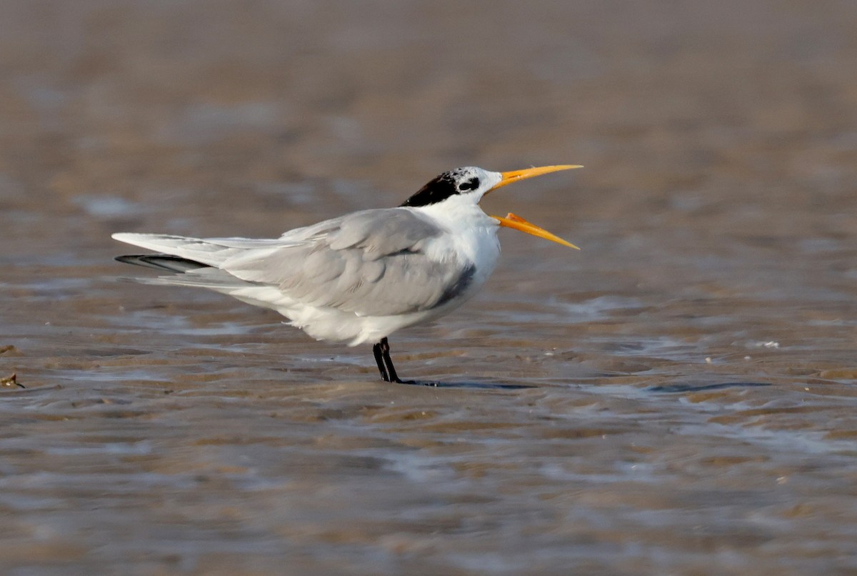 שחפית בנגלית - ML647501366
