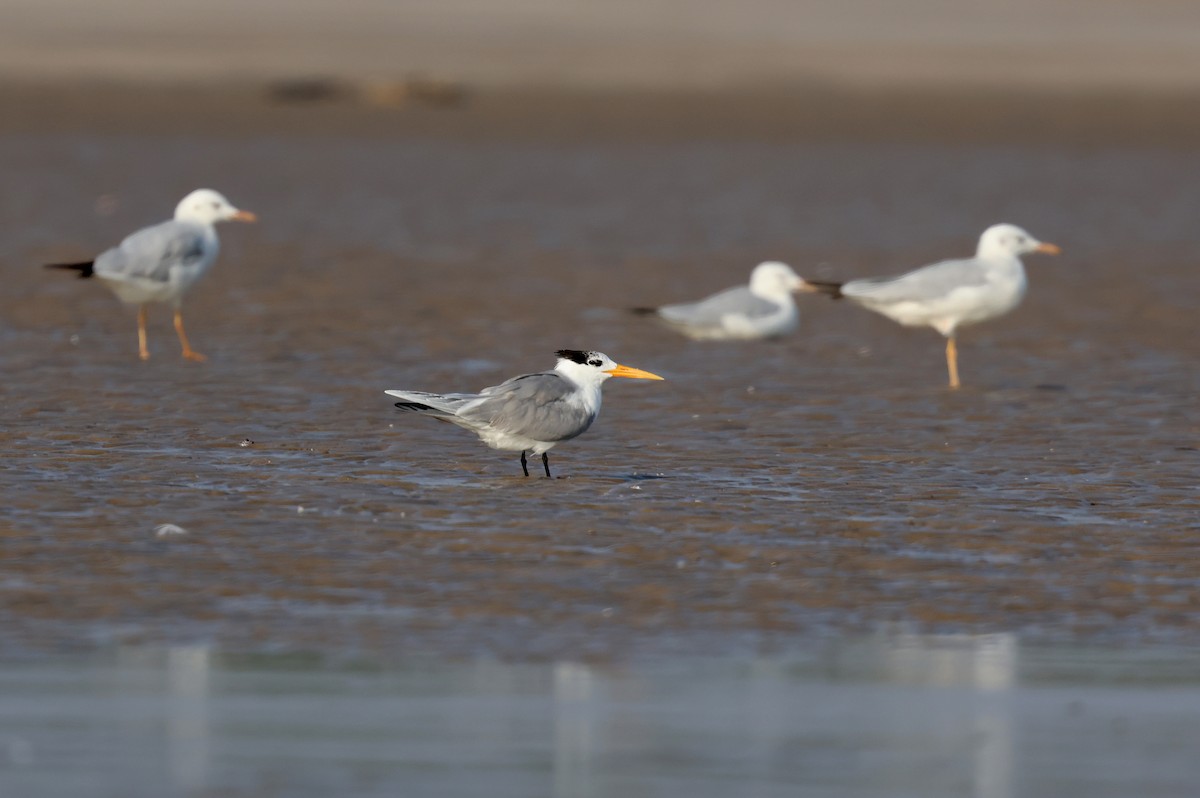 שחפית בנגלית - ML647501367