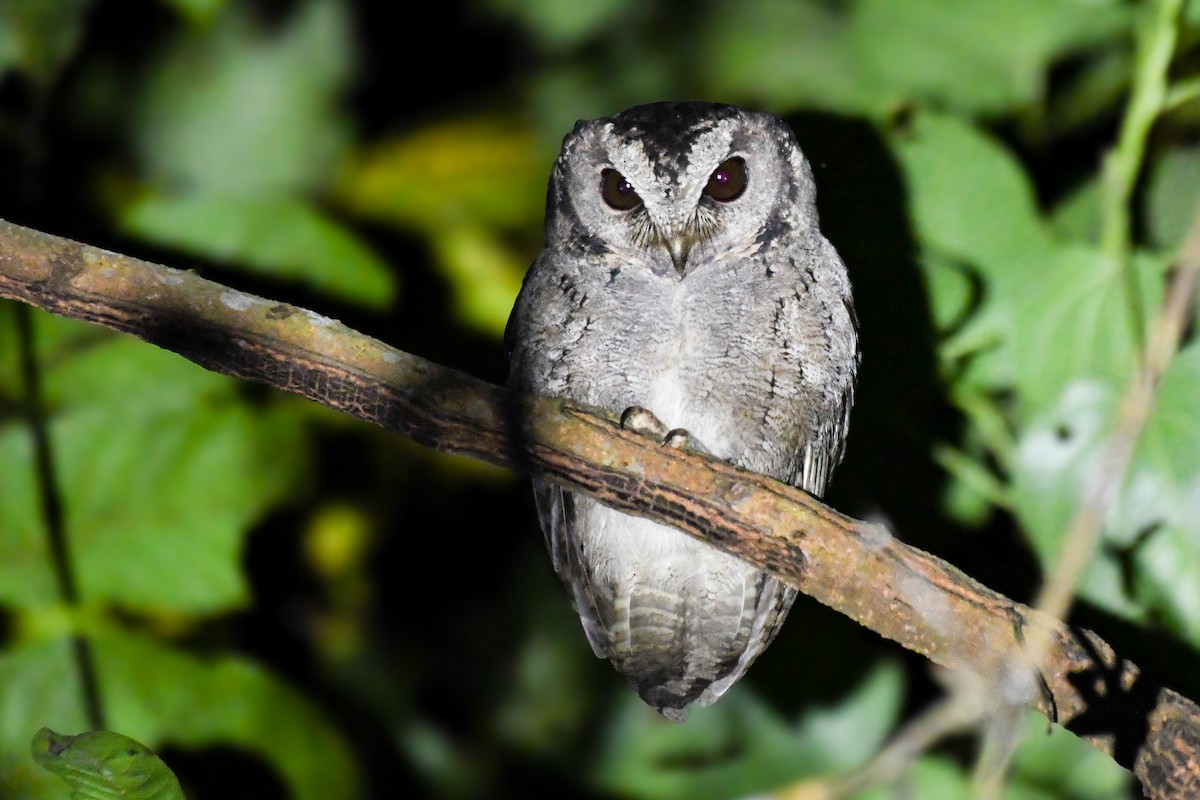 Collared Scops-Owl - ML647501370