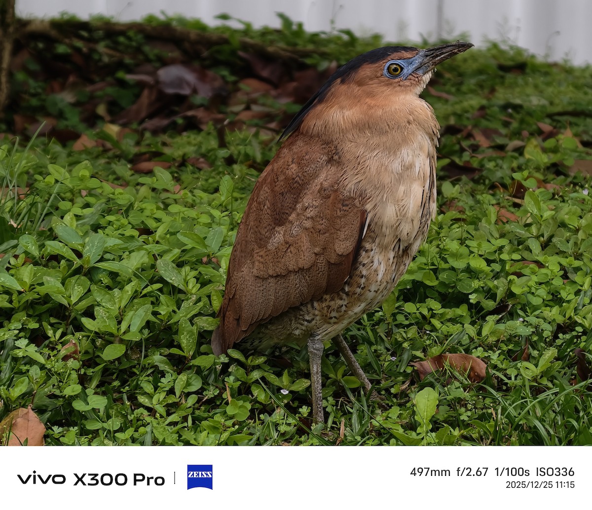 Malayan Night Heron - ML647501376