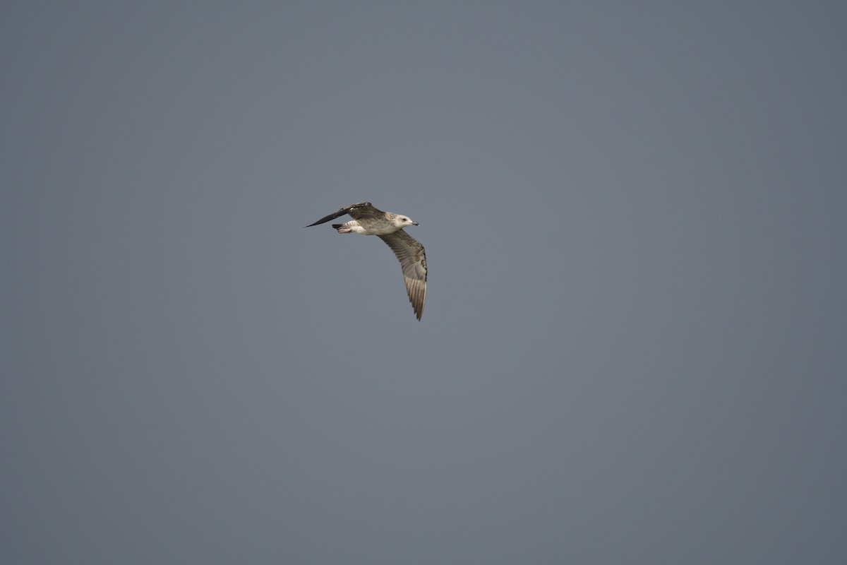 שחף שחור - ML647501378