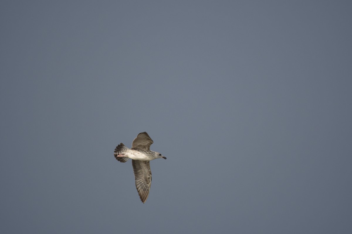 שחף שחור - ML647501379