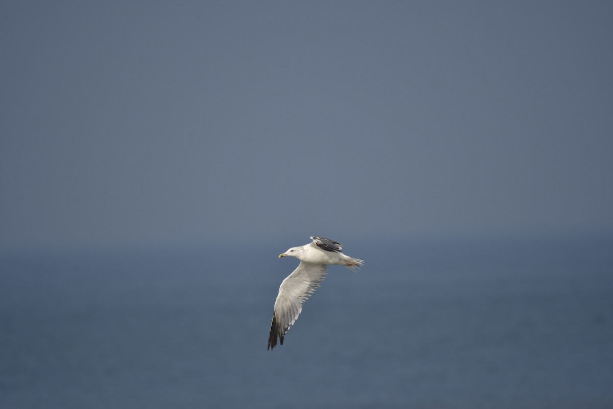 שחף שחור - ML647501380