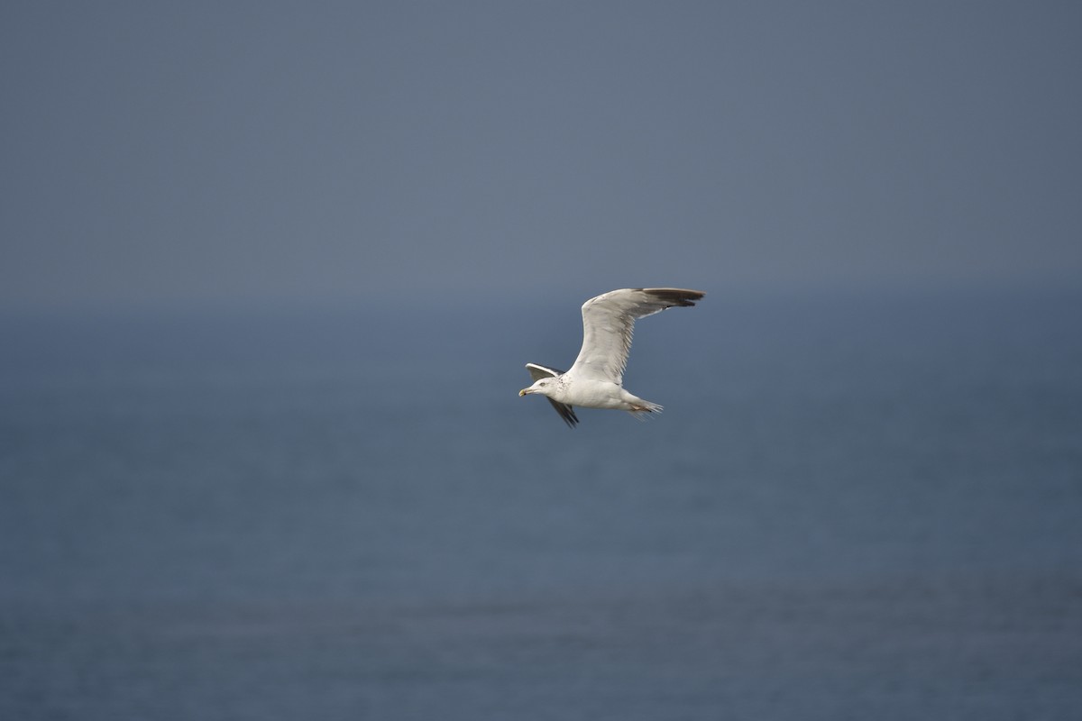 שחף שחור - ML647501381