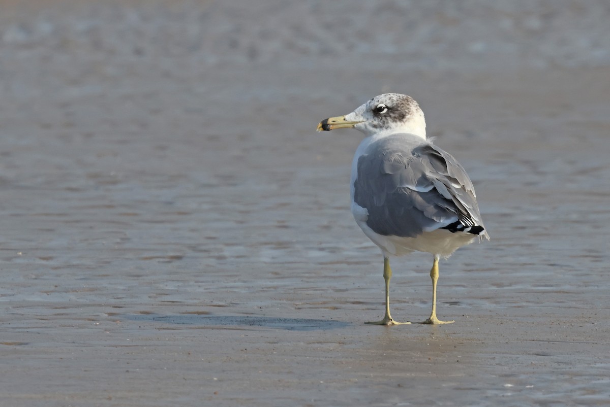 שחף עיטי - ML647501382