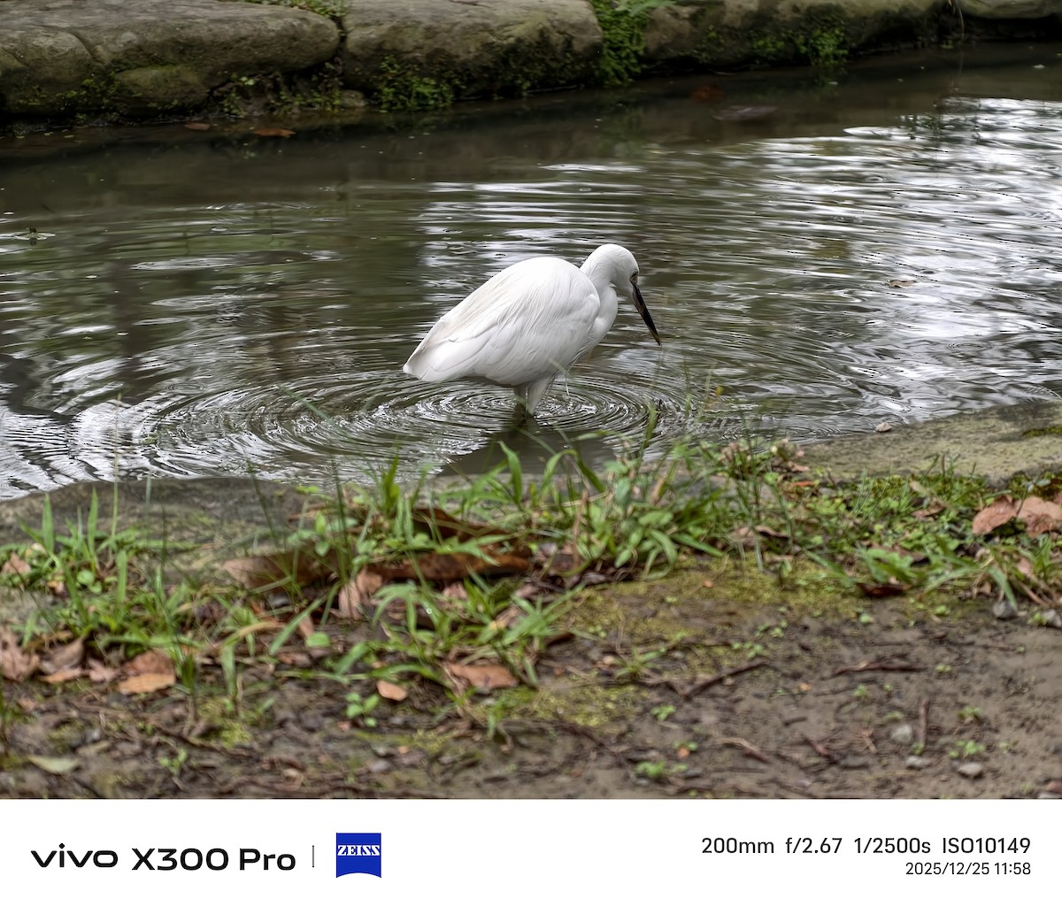 לבנית קטנה - ML647501386