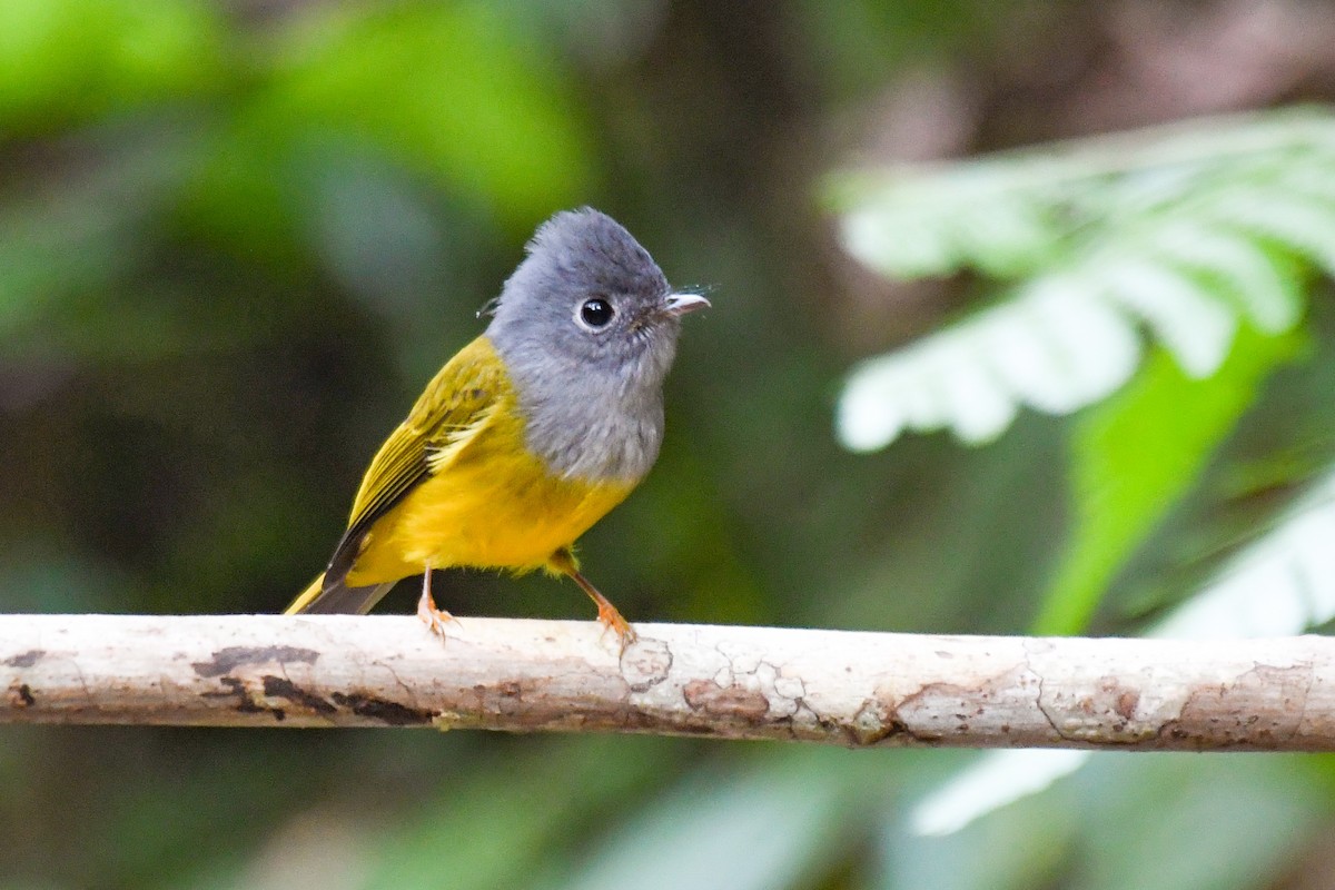 Gray-headed Canary-Flycatcher - ML647501387