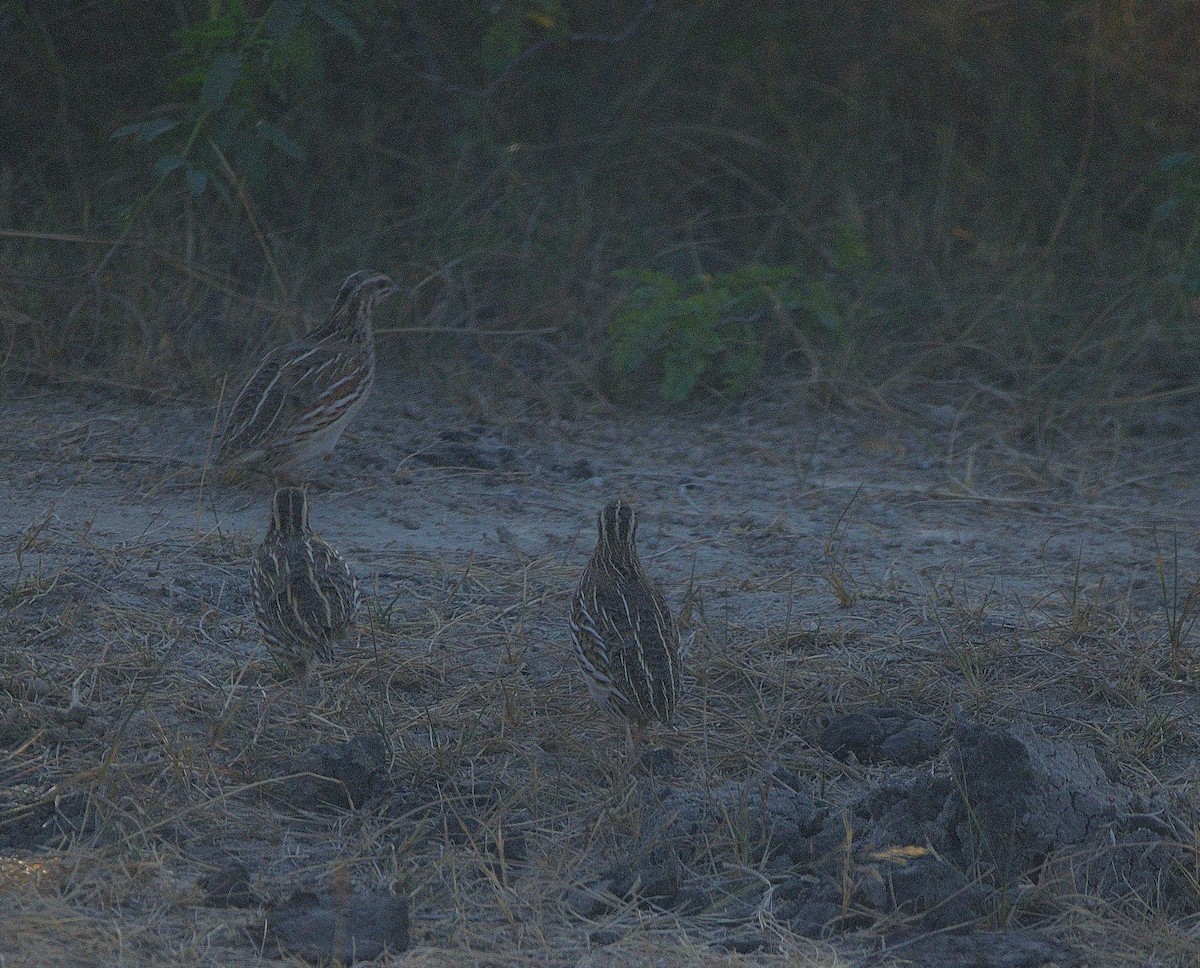 Rain Quail - ML647501388