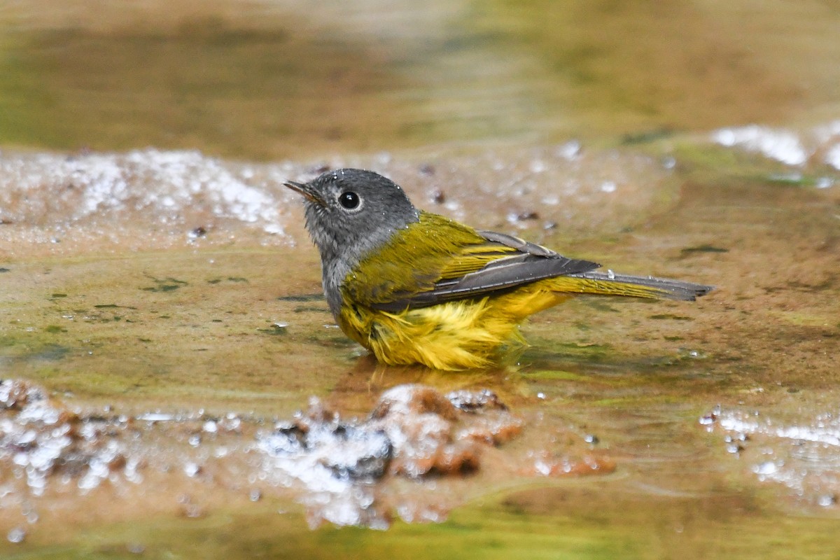 Gray-headed Canary-Flycatcher - ML647501391