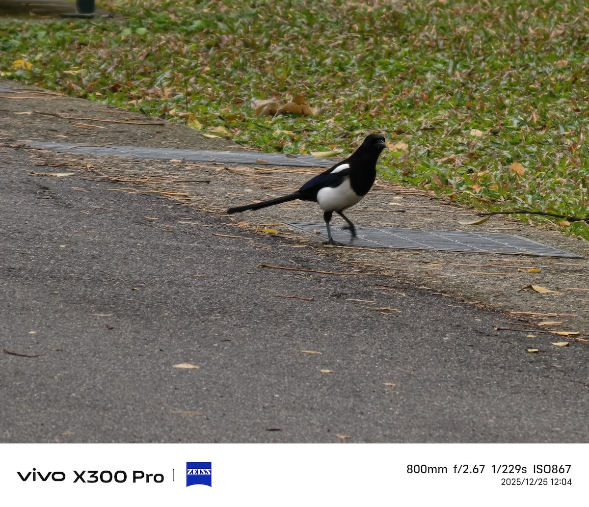 straka čínská - ML647501406