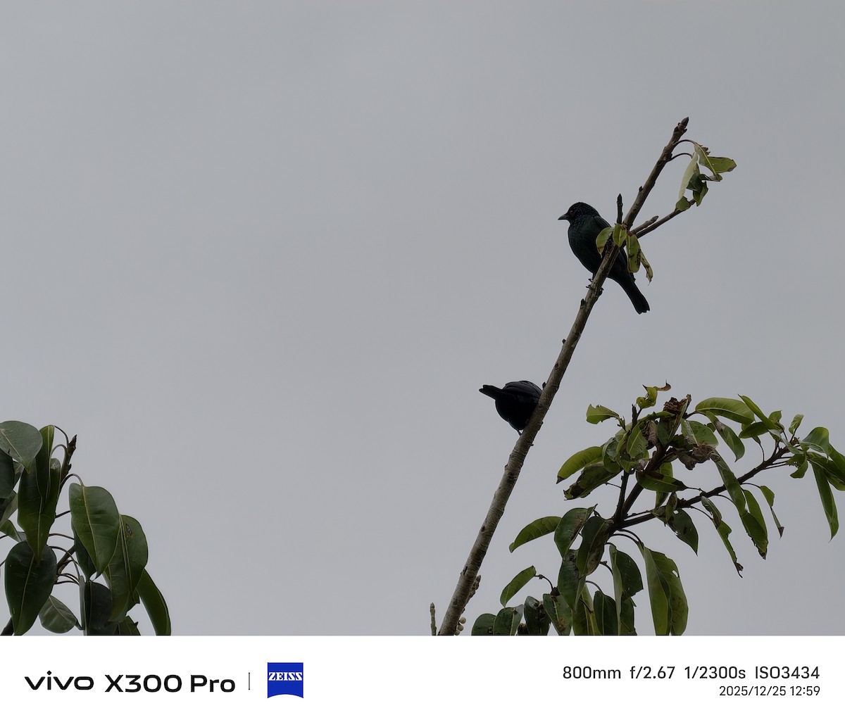Asian Glossy Starling - ML647501428