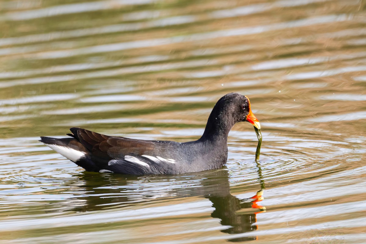 Курочка латиноамериканська - ML647501480