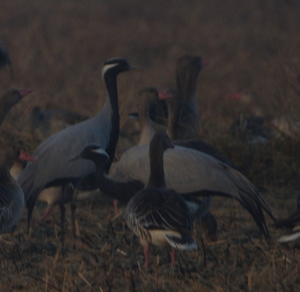 Telli Turna - ML647501498