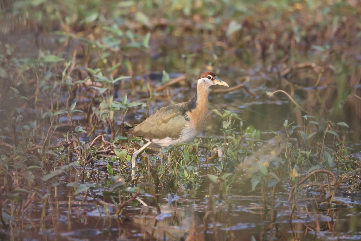 Бронзовокрылая якана - ML647501515