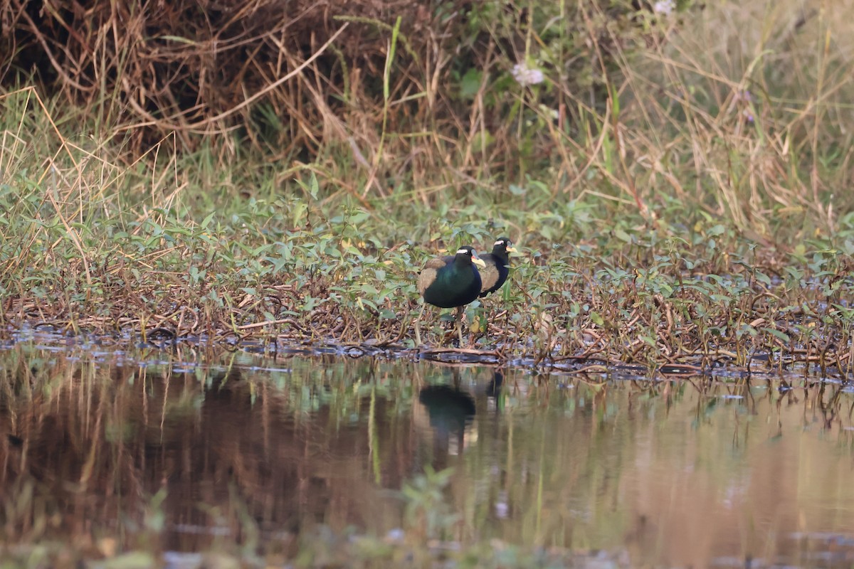 Бронзовокрылая якана - ML647501525
