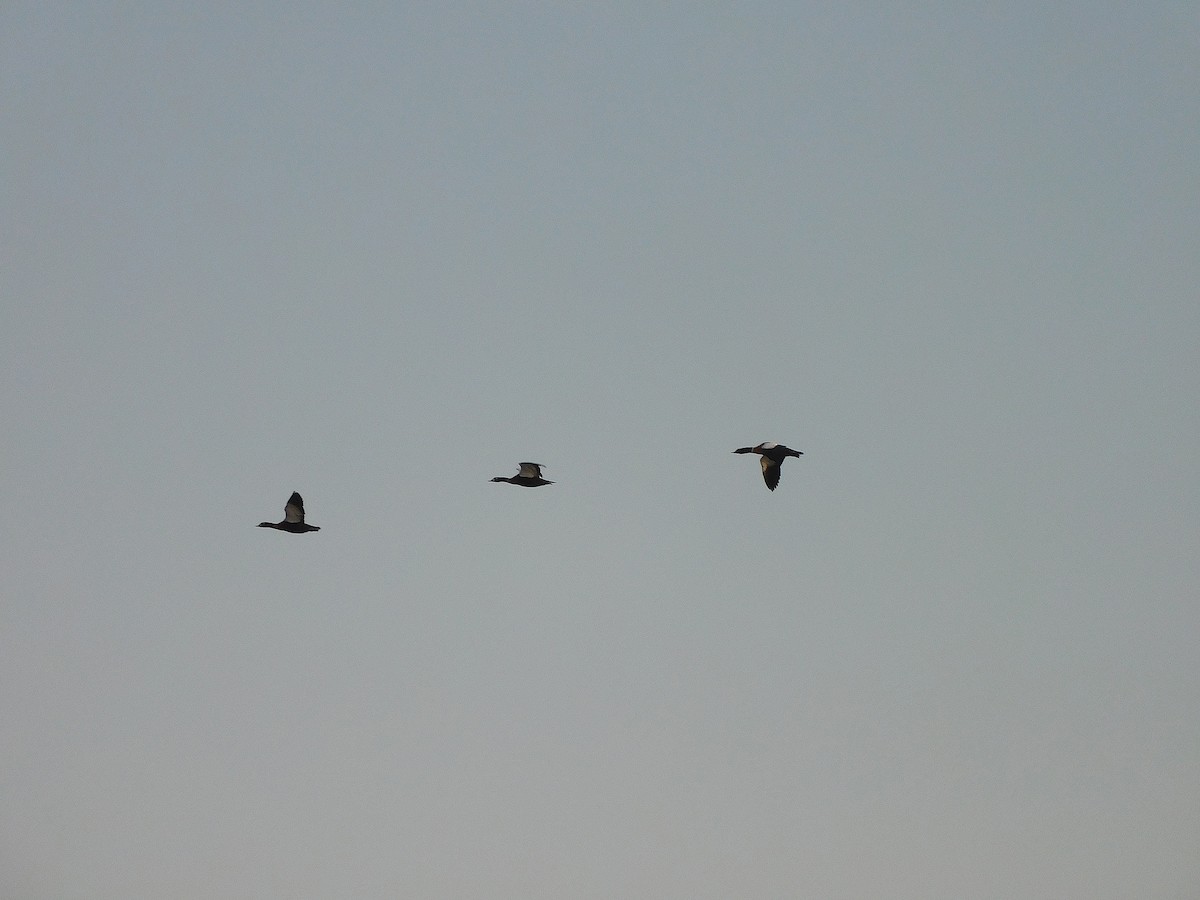 Галагаз австралійський - ML647501531