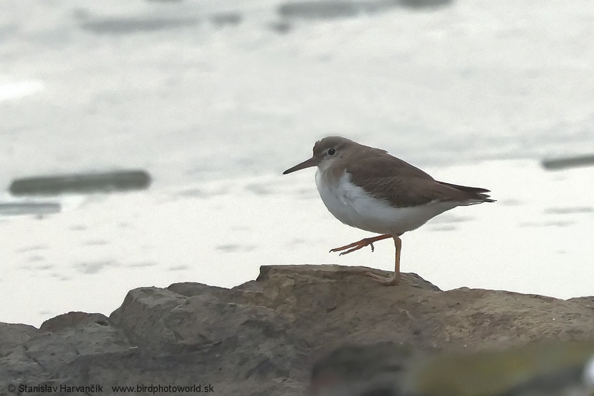 Spotted Sandpiper - ML647501535
