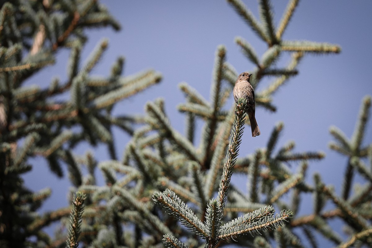 Ak Boğazlı Kızılkuyruk - ML647501545