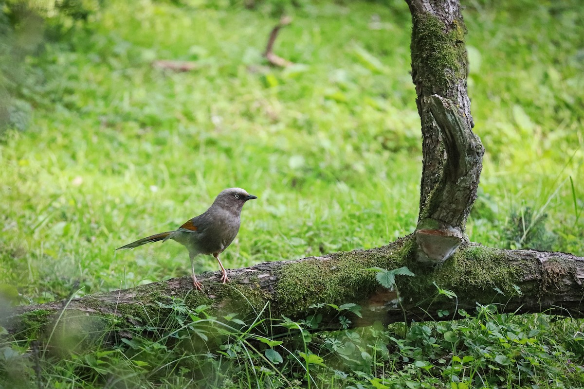 Elliot Gevezeardıcı - ML647501549