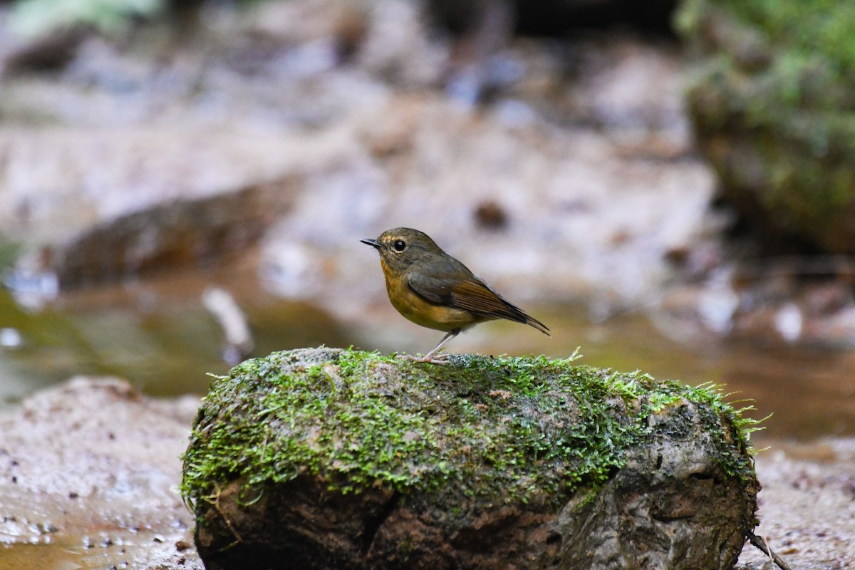 Akça Kaşlı Sinekkapan - ML647501551
