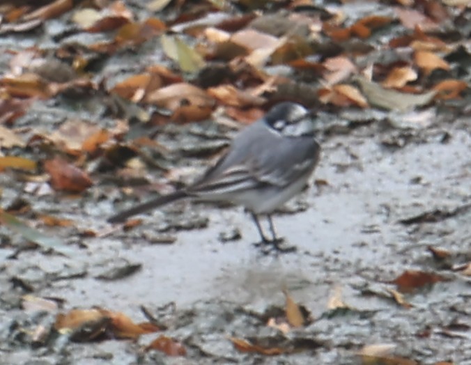 Ak Kuyruksallayan - ML647501552