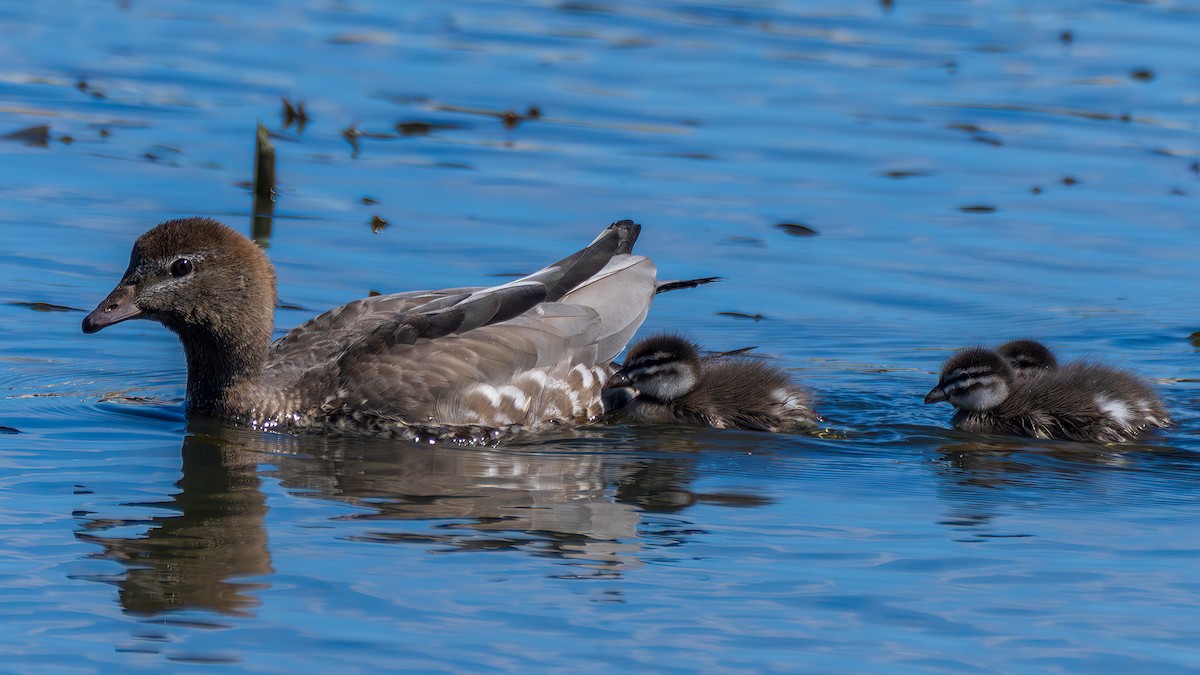 Yeleli Ördek - ML647501553