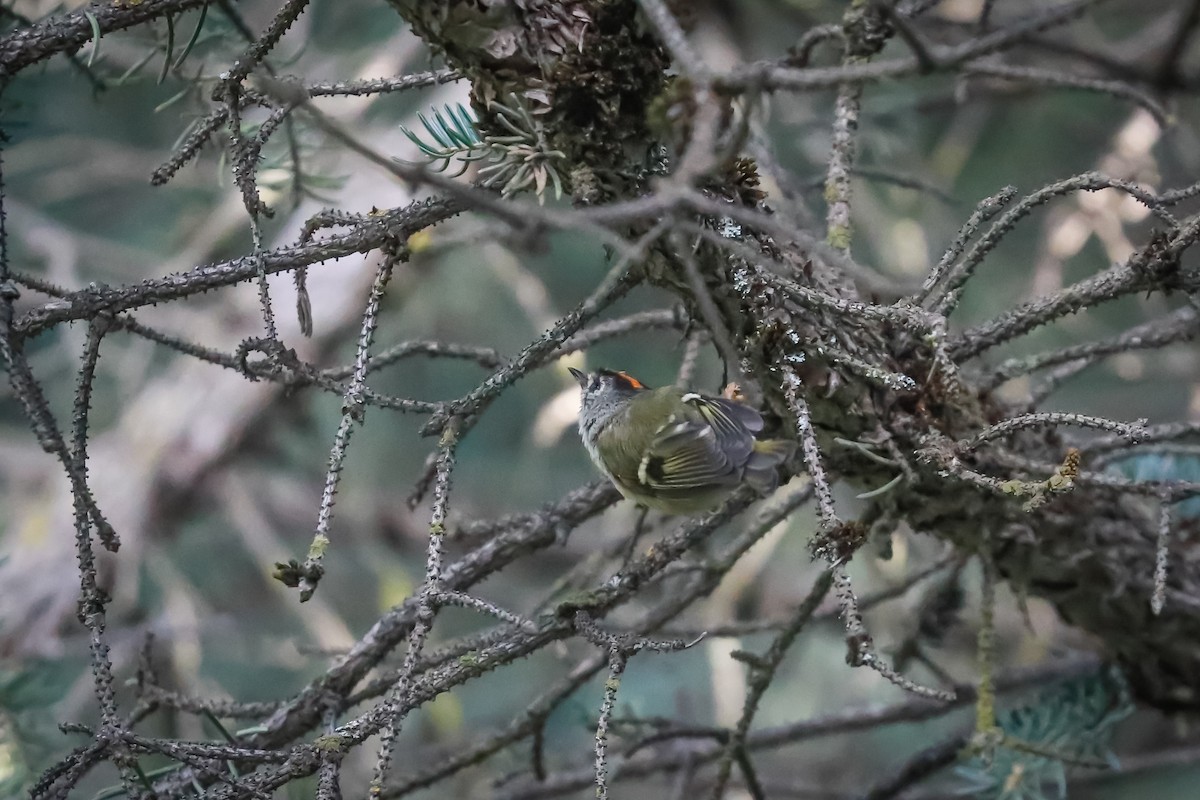 Çalıkuşu - ML647501554