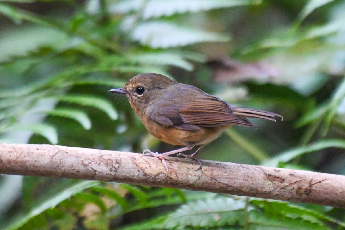 Akça Kaşlı Sinekkapan - ML647501555