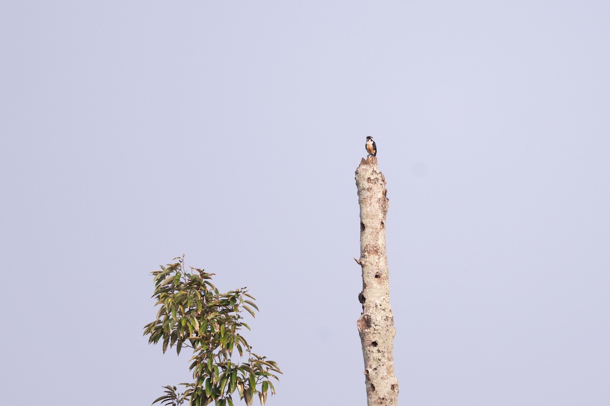 Kızıl Karınlı Cüce Doğan - ML647501556