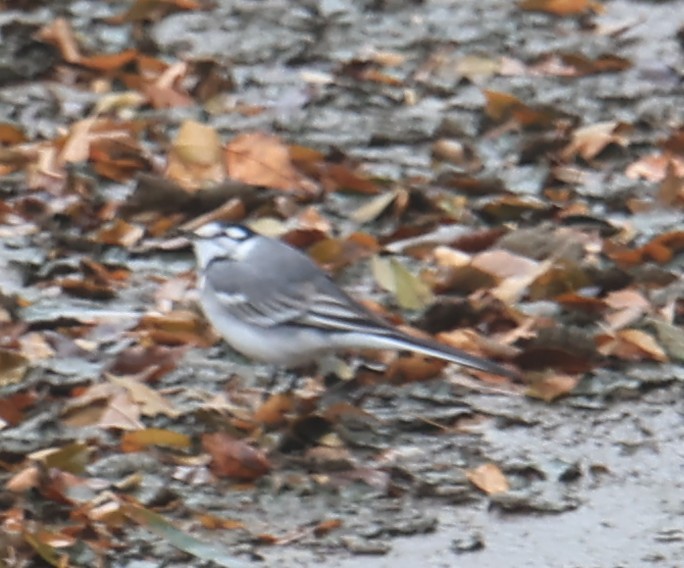 Ak Kuyruksallayan - ML647501557