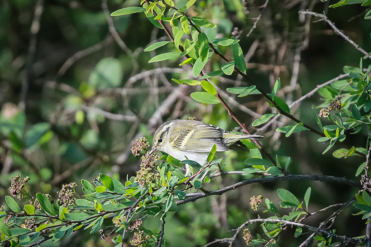 Gangsu Çıvgını - ML647501558