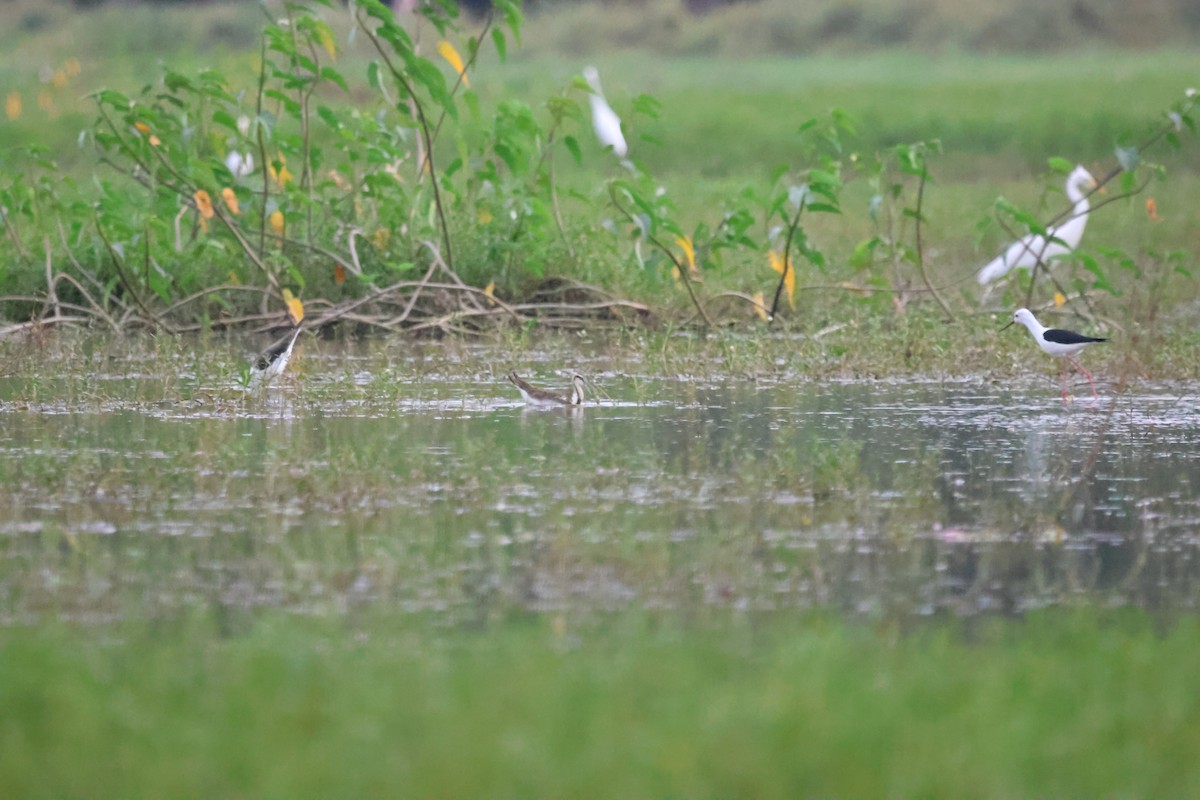 Sülün Kuyruklu Jakana - ML647501559