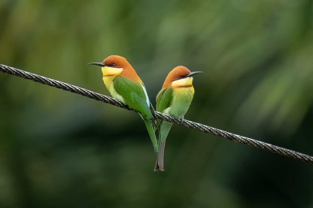 Al Başlı Arıkuşu - ML647501560