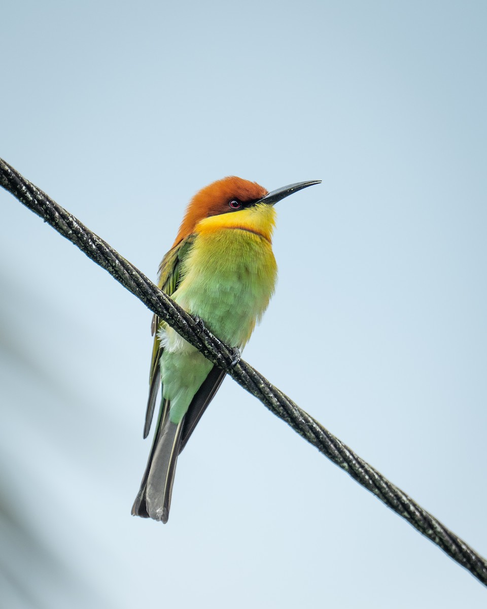 Al Başlı Arıkuşu - ML647501561