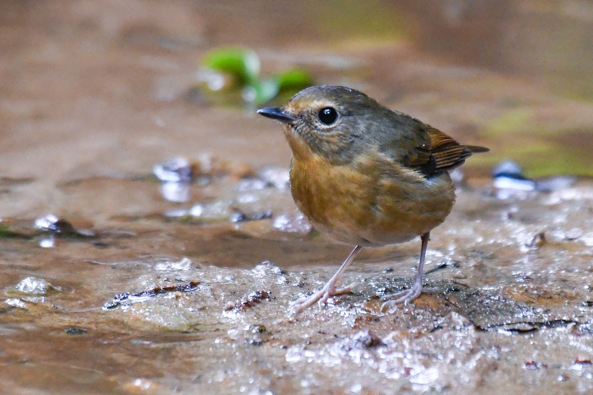 Akça Kaşlı Sinekkapan - ML647501562